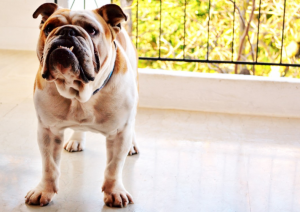 a bulldog